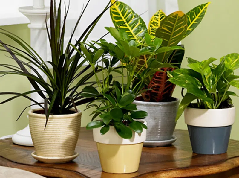 ოთახის მცენარეები - რჩევები ოთახის მცენარეების მოყვარულთათვის - მკურნალი.გე