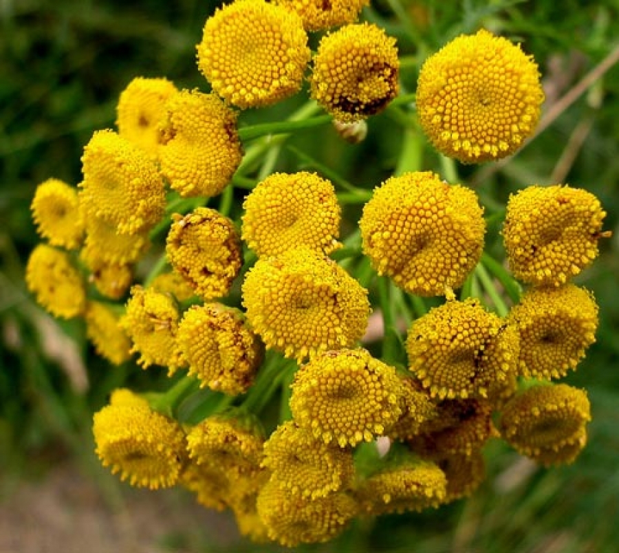 ასფურცელა - Tanacetum vulgare - Пижма обыкновенная