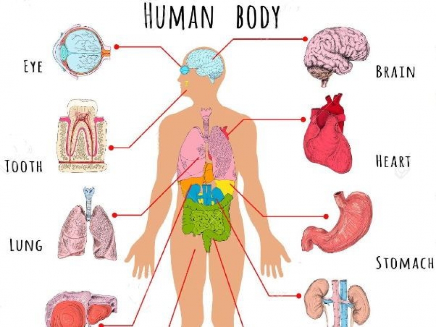 Human body перевод. Органы человека. Внутренние органы для детей. Органы человека для детей. Внутренние органы человека для детей.