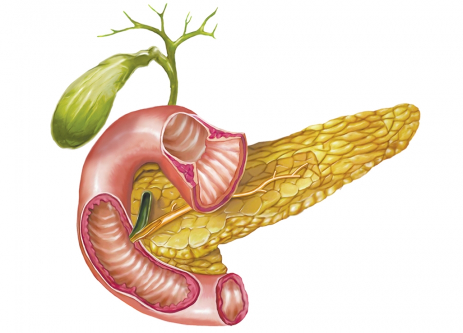 Легкие и поджелудочная железа. Поджелудочная железа pancreas. Поджелудочная железа анатомия. 7.Поджелудочная железа:.