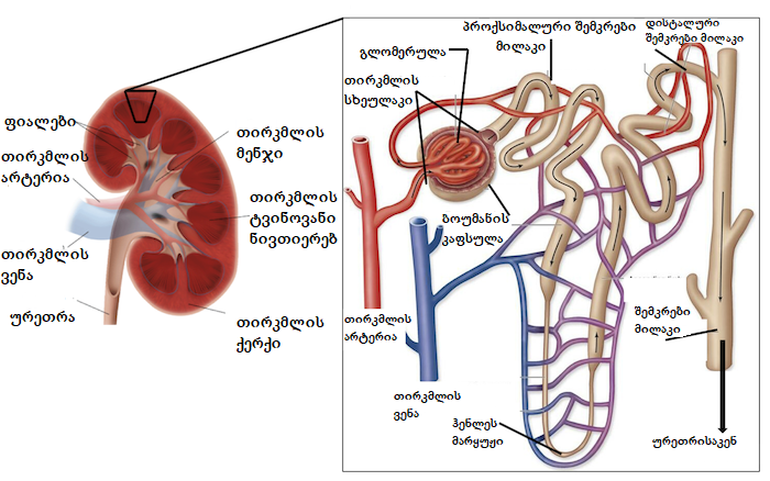 nephron-educational-1649072553.png