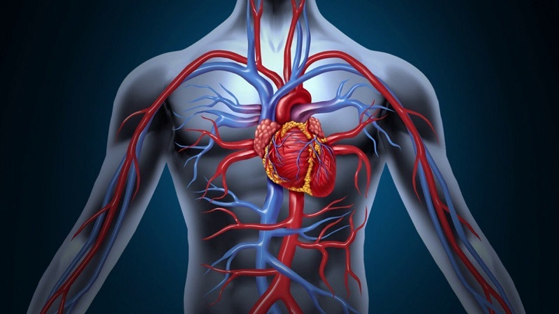 გულ-სისხლძარღვთა სისტემის დაავადებები და სიმპტომები - მკურნალი.გე