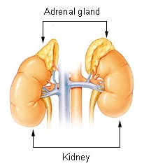 illu-adrenal-gland-1670831535.jpg