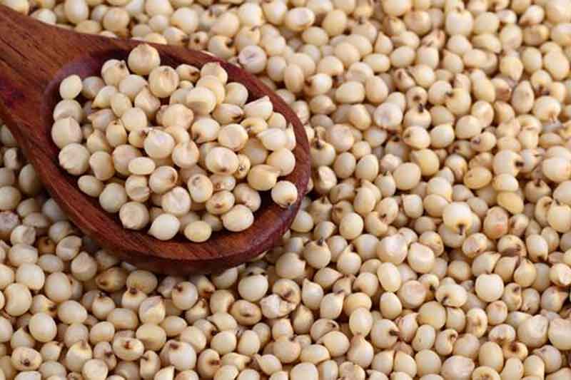 white-sorghum-1780555591.jpg