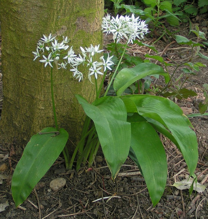 ganzili-1787499722.jpg